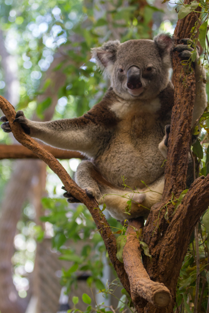 058_Lone Pine Koala Sanctuary