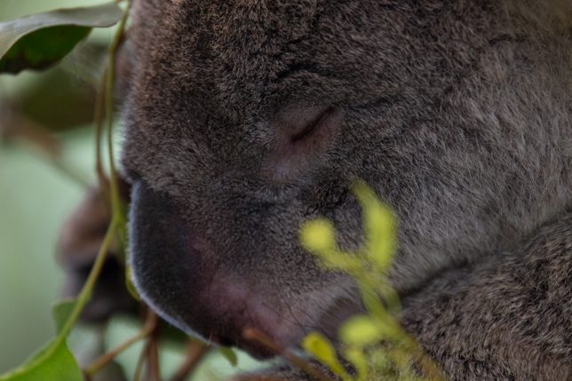 059_Lone Pine Koala Sanctuary