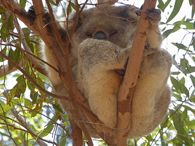 197_Koala