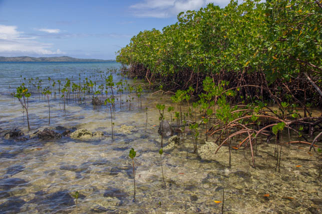 018_Mangrove