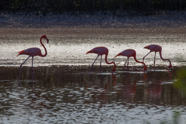 196_Flamingos