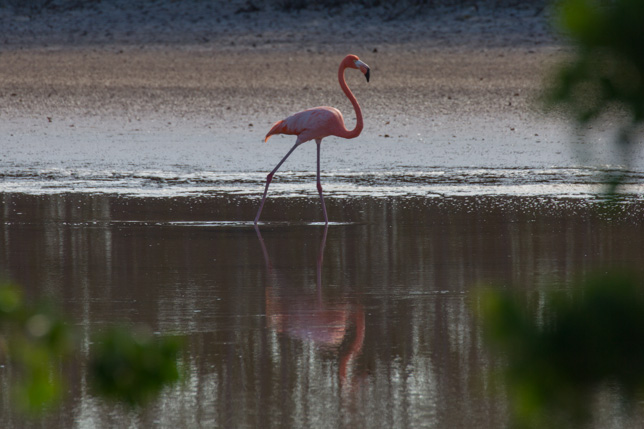 197_Flamingo