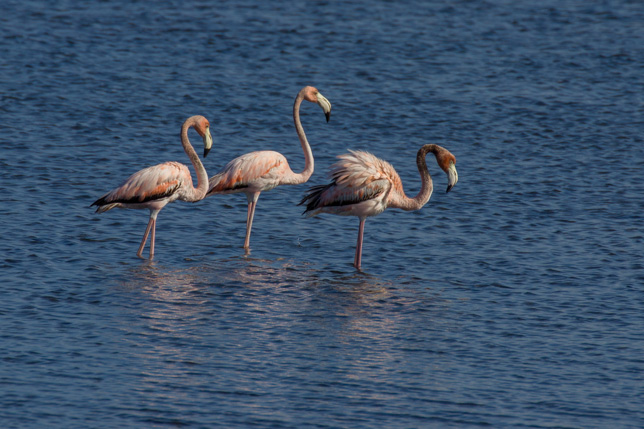212_Flamingos