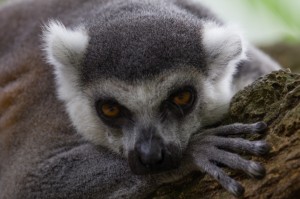 Lemur    