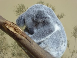 Koala          