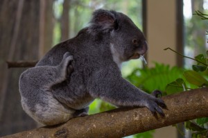 Koala          