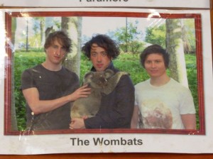 Die Wombats halten einen Koala